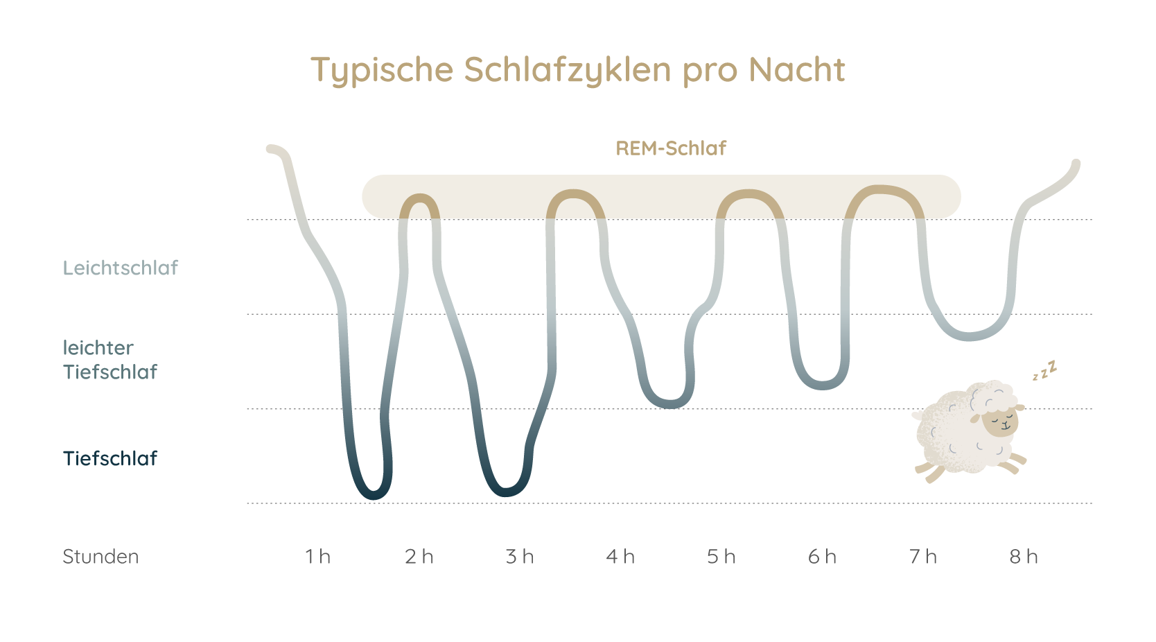 Grafik: normaler Schlafzyklus. Bei Schlafstörungen bei Autismus ist dieser Zyklus gestört.