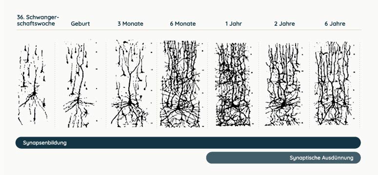 Grafik: Entwicklung Synapsen im Kindes- und Jugendalter